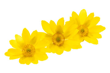 adonis flower isolated