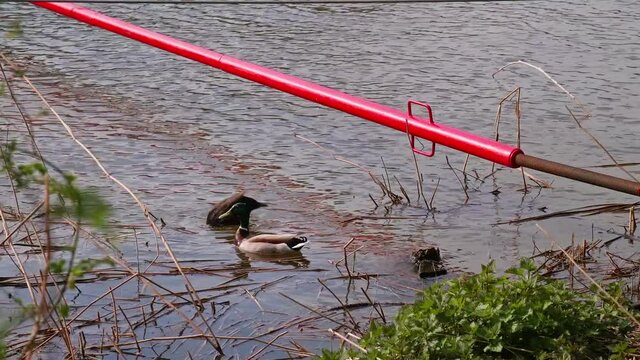 A beautiful shot of ducks swimming on of Weser River in Hameln, Germany in 4K