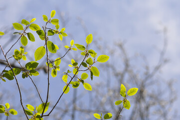 flowers on blue sky background
