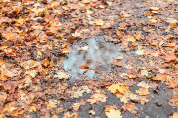 Golden multicolored wet maple leaves cover and muddy puddle in autumn forest or park