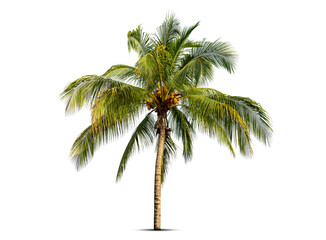 Fototapeta na wymiar Coconut palm tree isolated on white background.