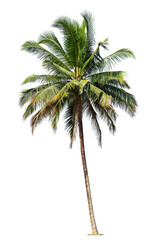 Fototapeta premium Coconut palm tree isolated on white background.