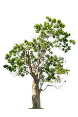 Obraz premium Isolated green tree on white background, Trees isolated on white background, tropical trees isolated used for design, advertising and architecture.