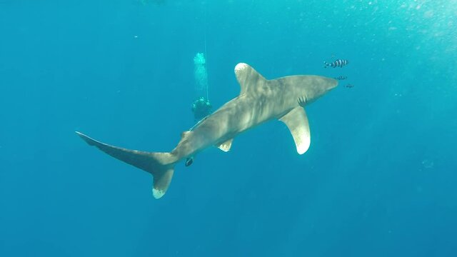Undersea wildlife in the Red Sea Backlight scene White tip shark longimanus underwater in Red Sea.