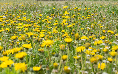 Fototapeta premium many dandelions in the meadow
