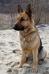 Naklejka na ściany i meble German shepherd dog sits on the sandy beach of the lake in early spring. Walking with your pet.
