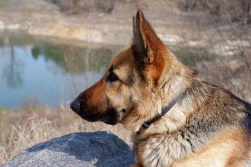 A German Shepherd Dog sits on a large granite rock near a lake in early spring. Walking with your pet.