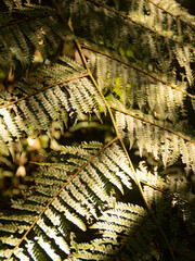 close up of a fern leaf