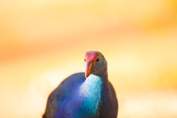 Beautiful Purple Swamphen looking for its meal in the field