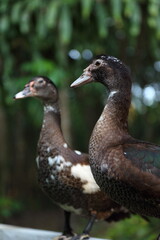 Asia muscovy duck small farm