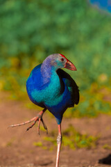 Fototapeta premium Beautiful Purple Swamphen looking for its meal in the field