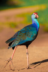 Beautiful Purple Swamphen looking for its meal in the field