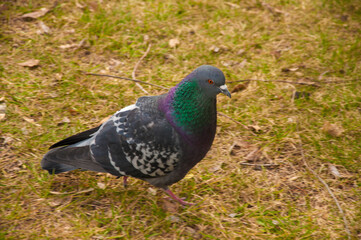 Rock Pigeon in the street looking for the food.Rock Pigeons crowd streets and public squares, living on discarded food and offerings of birdseed.