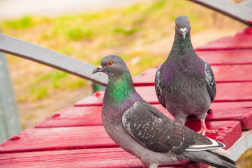 Rock Pigeon in the street looking for the food.Rock Pigeons crowd streets and public squares, living on discarded food and offerings of birdseed.