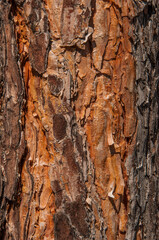 Obraz premium photo of close up of pine tree bark