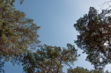 Obraz premium The sky with the tops of trees. View up from ground level. Blue sky with sun and clouds.