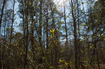 first spring gentle leaves, buds and branches macro background