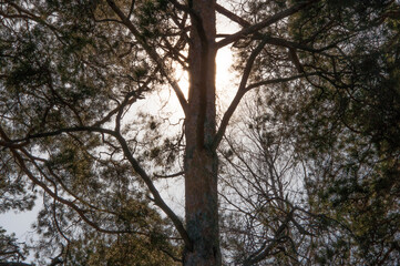 Summer in the pine forest