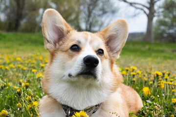 corgi puppy on a meadow in spring