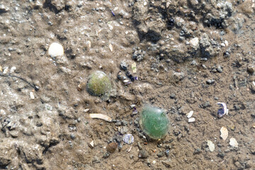 Zwei grüne Laichballen des Blattwurms auf braunen Wattboden mit Muscheln