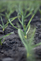 Young garlic in the ground in spring. Vertical photo. Close-up.