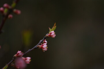 wiosna w ogrodzie kwitnąca gałązka jabłoni kwity jabloni