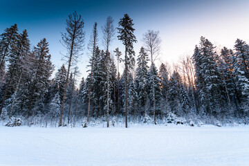 Clear winter day, sunrise in a coniferous forest