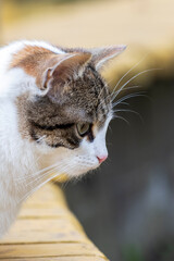 Portrait of a stray cat in profile.