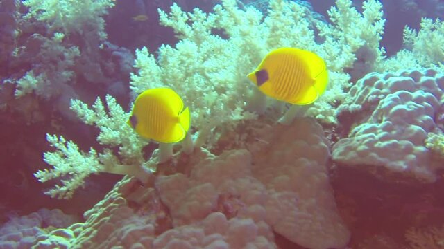 Colorful exotic butterfly fishes underwater on the tropical coral reef. Snorkeling with the tropical fish on the coral reef. Scuba diving adventure in the deep ocean with marine wildlife..