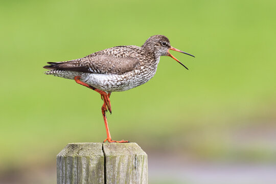 Rotschenkel steht mit einem Bein auf einem Holzpfahl und ruft mit offenem Schnabel