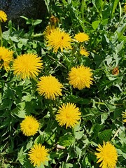 yellow flowers in the garden