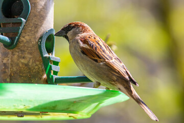 sparrow on a bird feeder, bird eating seeds, springtime, green leaves