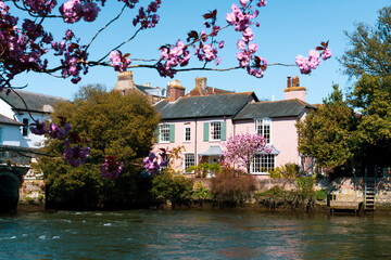 Pink old fashion, traditional English house on the river bank with blooming sakura tree. Facade building. Selective focus, copy space.