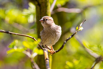 beautiful female sparrow on a branch, spring, house sparrow, spring time, bird observed on a tree in the garden,  Passer domesticus