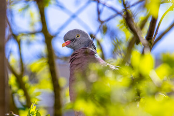 funny colorful common wood pigeon, dove on a tree, curious bird