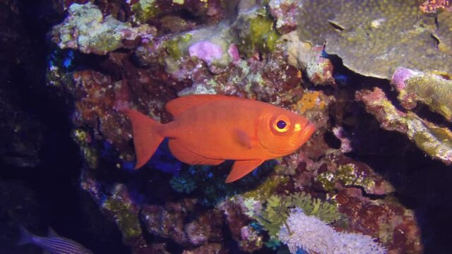 Moontail bullseye Squirrel fish Priacanthus hamrur clouse-up view, in the Red Sea, Egypt. Snorkeling with the tropical fish on coral reef. Scuba diving adventure in the deep ocean with marine wildlife