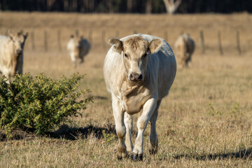 Angus and Murray grey cattle eating grass in Australia.