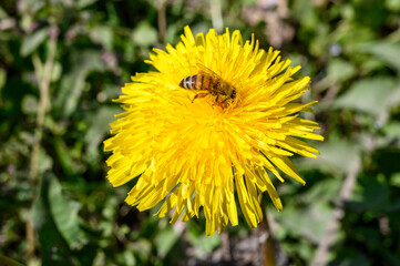 Biene mit Blütenstaub und Nektar auf einer Löwenzahnblüte