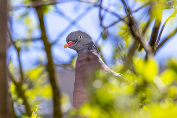 a nosy pigeon peeks into the apartment through the window, a funny staring pigeon, a curious animal