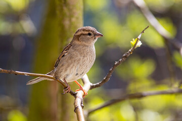 female sparrow on a branch, spring, house sparrow, Passer domesticus