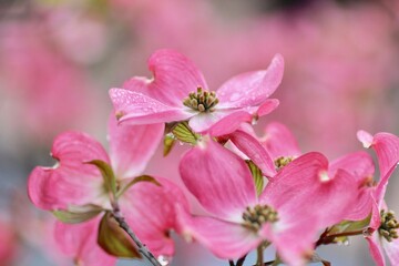 Fototapeta na wymiar ピンク色のハナミズキの花