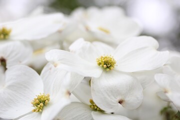 Obraz na płótnie Canvas 白色のハナミズキの花