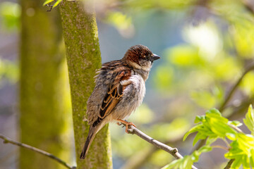 sparrow with ruffled feathers, the bird raises its feathers, bird hygiene