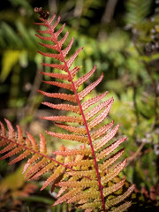 Pukupuku Rasp Fern (Blechnum parrisiae) at Waitakere Ranges, New Zealand