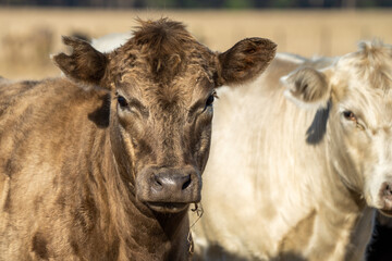 Murray grey and angus cattle on pasture in Australia