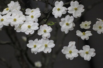 白色のハナミズキの花