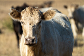 Murray grey and angus cattle on pasture in Australia