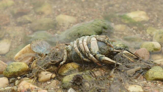 One dead crayfish (Astacus) lies on the shore of the lake.