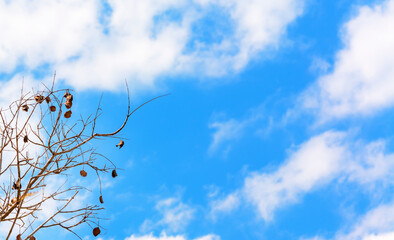 Tree branches with dry leaves against blue sky with clouds.