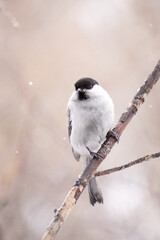 black backed shrike